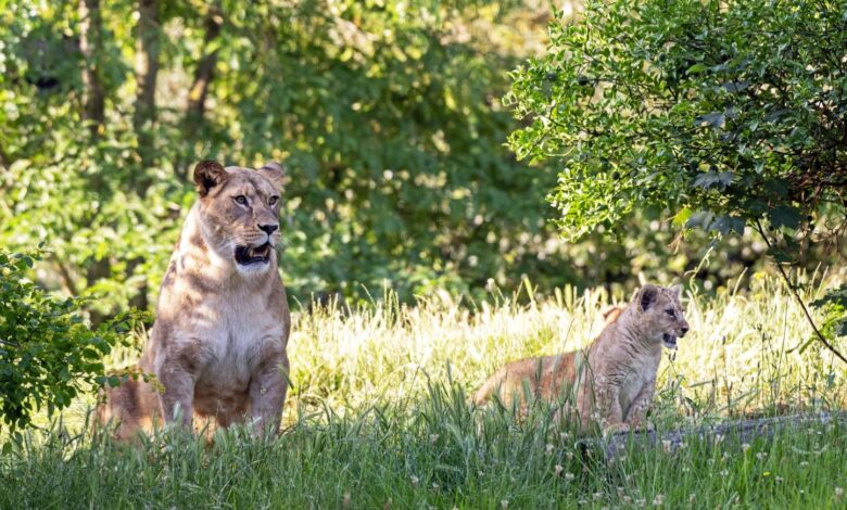 Dos pequeñas leonas presentadas por primera vez en el Parque Zoológico de París Dos pequeñas leonas presentadas por primera vez en el Parque Zoológico de París